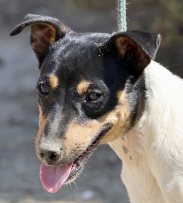 Sophie, Bodeguero Andaluz - Hündin