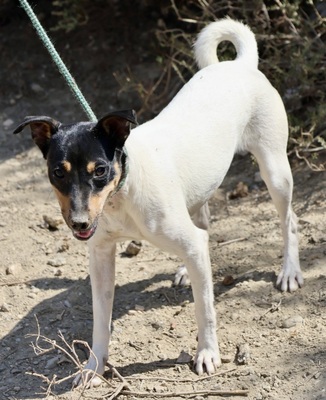 Sophie, Bodeguero Andaluz - Hündin