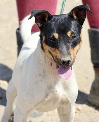 Sophie, Bodeguero Andaluz - Hündin