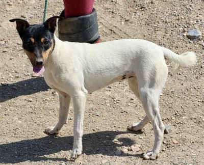 Sophie, Bodeguero Andaluz - Hündin