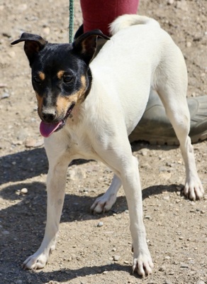 Sophie, Bodeguero Andaluz - Hündin