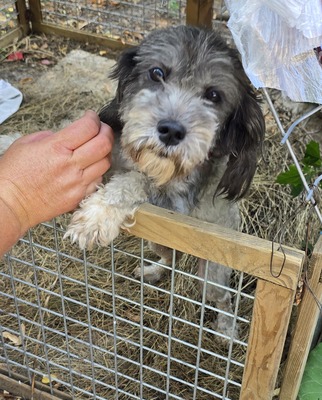 Sophie, Mix - Hündin