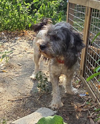 Sophie, Mix - Hündin