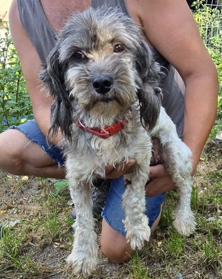Sophie, Mix - Hündin