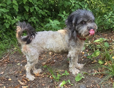 Sophie, Mix - Hündin