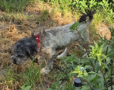 Sophie, Mix - Hündin