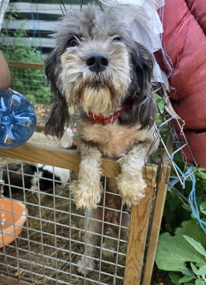 Sophie, Mix - Hündin