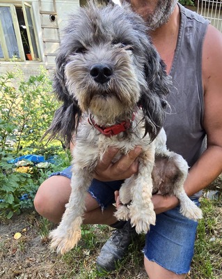 Sophie, Mix - Hündin