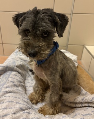 Sophie, Mix - Hündin