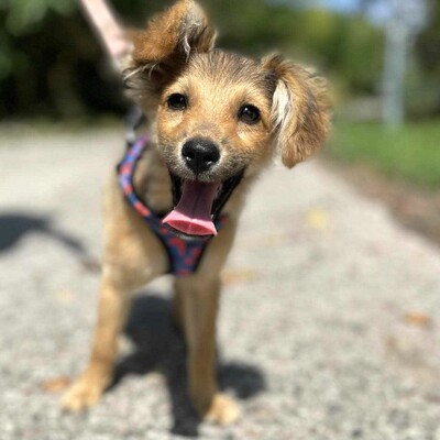 😍Sora zauberhafte kleine Mixwelpin eine sehr lebhafte, fröhliche Welpin + sie liebt Menschen und genießt es die ganze Zeit mit ihnen zusammen zu sein 💥, Mischlingswelpe Welpen - Hündin