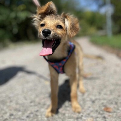 😍Sora zauberhafte kleine Mixwelpin eine sehr lebhafte, fröhliche Welpin + sie liebt Menschen und genießt es die ganze Zeit mit ihnen zusammen zu sein 💥, Mischlingswelpin Welpen - Hündin