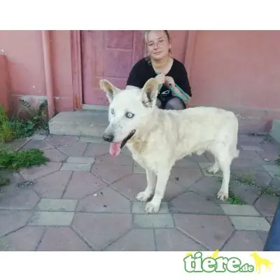 Sorgenkind Fynn sucht einen Gnadenplatz!, Mischling - Rüde