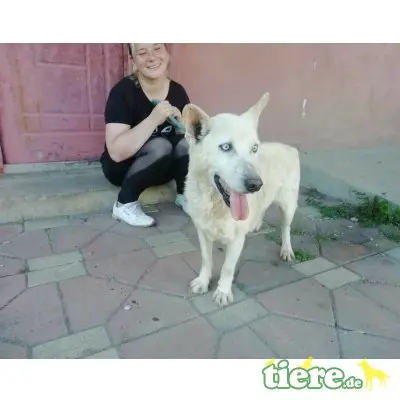 Sorgenkind Fynn sucht einen Gnadenplatz!, Mischling - Rüde