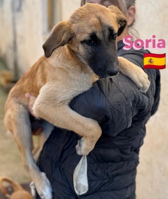Soria, Mischling Welpen - Hündin