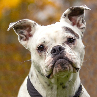 Soso, Französischer-englischer Bulldoggen-Mix - Hündin