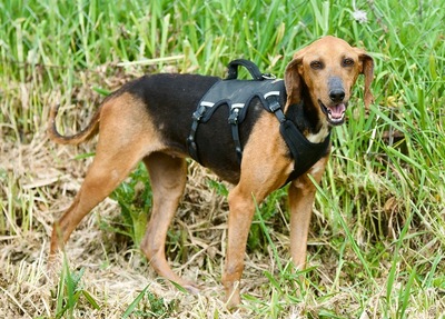 Soso - Sensible Hündin, ca. 2 Jahre/14kg/38cm, Mischling - Hündin