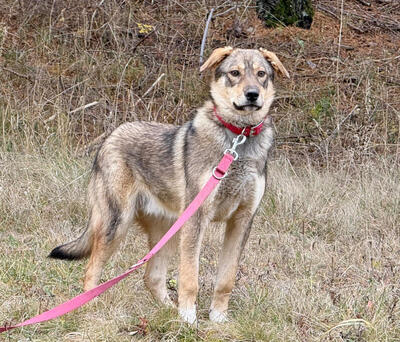 Sossy sucht ein kuschliges Plätzchen bei IHNEN, Mischling - Rüde