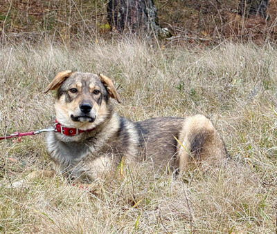 Sossy sucht ein kuschliges Plätzchen bei IHNEN, Mischling - Rüde