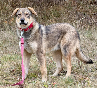 Sossy sucht ein kuschliges Zuhause bei IHNEN, Mischling - Rüde