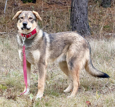 Sossy sucht ein kuschliges Zuhause bei IHNEN