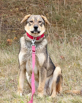 Sossy sucht ein kuschliges Zuhause bei IHNEN, Mischling - Rüde