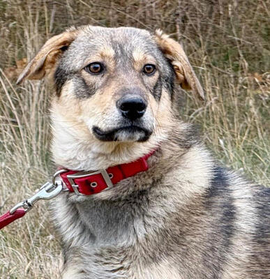 Sossy sucht ein kuschliges Zuhause bei IHNEN, Mischling - Rüde