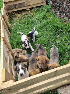 Sossy sucht ein kuschliges Zuhause bei IHNEN, Mischling - Rüde