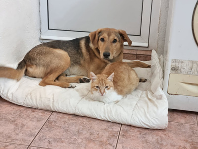 Sova möchte Teil IHRER Familie werden