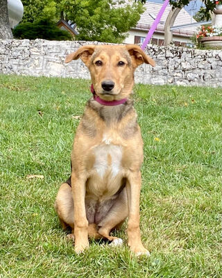 Sova möchte Teil IHRER Familie werden, Mischling - Hündin