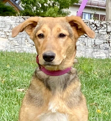 Sova möchte Teil IHRER Familie werden, Mischling - Hündin