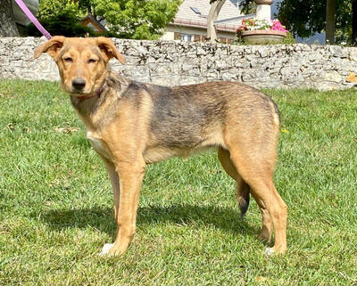 Sova möchte Teil IHRER Familie werden, Mischling - Hündin