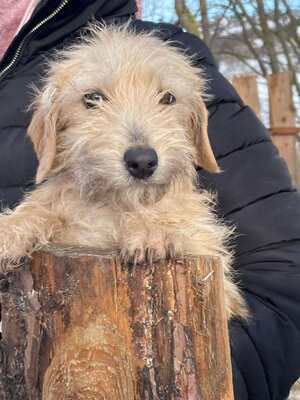 Spagetti junge Dackelmix-Hündin sucht..., Dackel-Mischling Welpen - Hündin