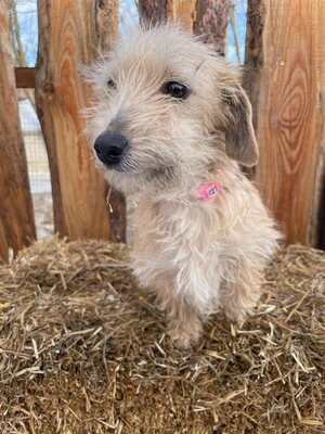 Spagetti junge Dackelmix-Hündin sucht..., Dackel-Mischling Welpen - Hündin