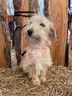 Spagetti junge Dackelmix-Hündin sucht..., Dackel-Mix Welpen - Hündin