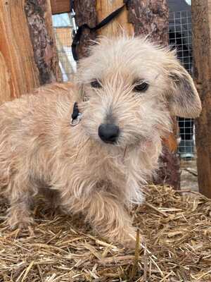 Spagetti junge Dackelmix-Hündin sucht..., Dackel-Mix Welpen - Hündin