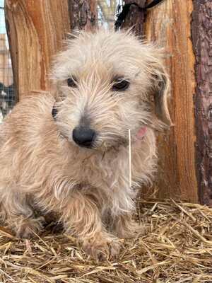 Spagetti junge Dackelmix-Hündin sucht..., Mischling Welpen - Hündin