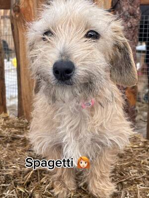 Spagetti super liebe junge Dackelmix-Hündin sucht..., Dackel-Mischling Welpen - Hündin