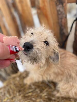 Spagetti super liebe junge Dackelmix-Hündin sucht..., Dackel-Mischling Welpen - Hündin