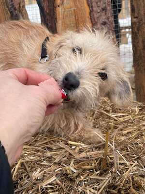 Spagetti super liebe junge Dackelmix-Hündin sucht..., Dackel-Mischling Welpen - Hündin