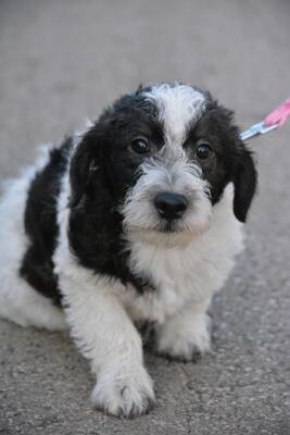 Sparky, Foxterrier-Beagle-Mischling Welpen - Rüde