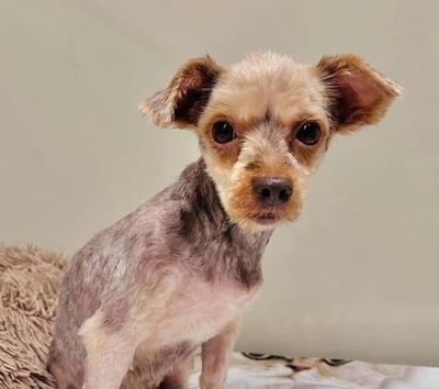 Sparta - lieb, ruhig, sozial - Yorkshire-Terrier-Mischling, Yorkshire-Terrier - Hündin