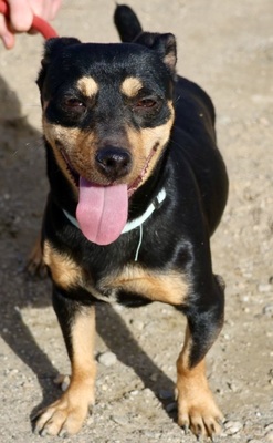 Speedy, Mix - Hündin