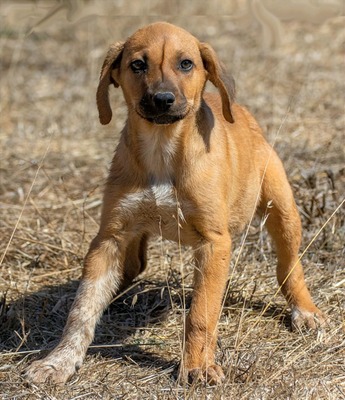 Spencer - ein fröhliches Hundekind, Mischling - Rüde