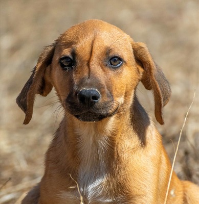 Spencer - ein fröhliches Hundekind, Mischling - Rüde
