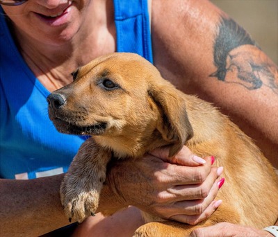 Spencer - ein fröhliches Hundekind, Mischling - Rüde