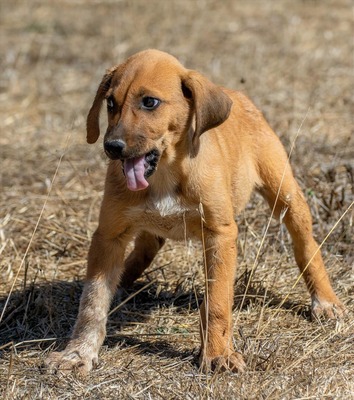 Spencer - ein fröhliches Hundekind, Mischling - Rüde