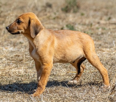 Spencer - ein fröhliches Hundekind, Mischling - Rüde
