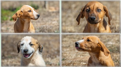 Spencer - ein fröhliches Hundekind, Mischling - Rüde