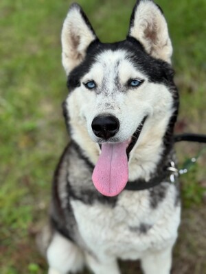 Spenot sucht eigenes Körbchen...