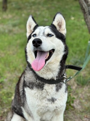 Spenot sucht eigenes Körbchen..., Husky-Mischling - Rüde